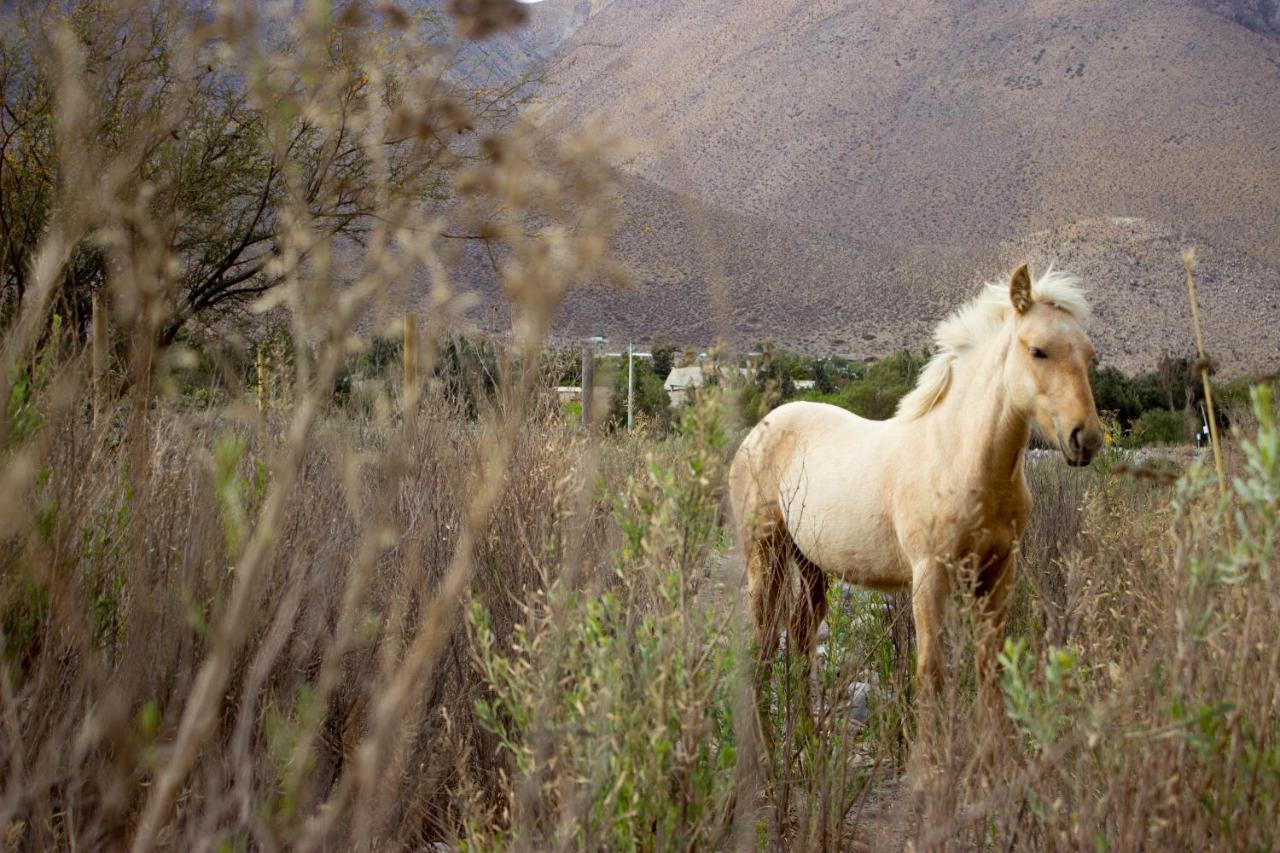 Astro Camping Elqui Experience Vicuña エクステリア 写真